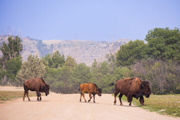 Bison herd at Theodore Roosevelt National Park, South Unit, North Dakota, USA