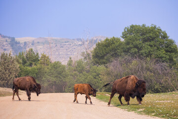 Fototapeta premium Bison herd at Theodore Roosevelt National Park, South Unit, North Dakota, USA