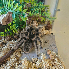Tarantula on Log in Terrarium Habitat