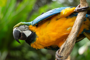 Arara Canindé