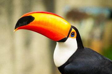 Fototapeta premium Tucano