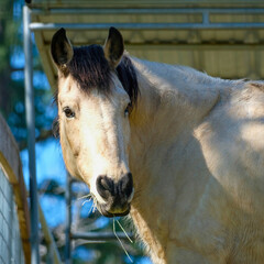Horse in Sunlight Inside Stable Enclosure