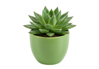 Green echeveria succulent plant in a light green pot isolated on transparent background