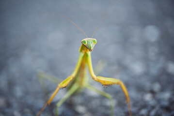 カマキリ
