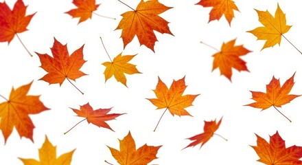 Fototapeta premium Falling Maple Leaves on White Background for Autumn Season