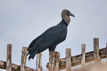 Close up of a black Mexican Vulture, Coragyps atratus,on top of the Acropolis at the Mayan site of Ek Balam,near Valladolid,Yucatan,Mexico