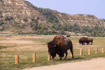 Bison herd at Theodore Roosevelt National Park, South Unit, North Dakota, USA