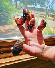 Madagascar Hissing Cockroaches on Hand