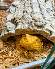Bearded Dragon Peeks from Under Log Hide