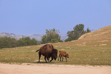 Naklejka premium Bison with calf at Theodore Roosevelt National Park, South Unit, North Dakota, USA