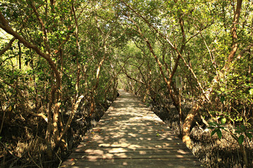 The Laem Phak Bia Royal Project, Research and Development / Educational gardens in Ban Laem, Phetchaburi Province. Thailand