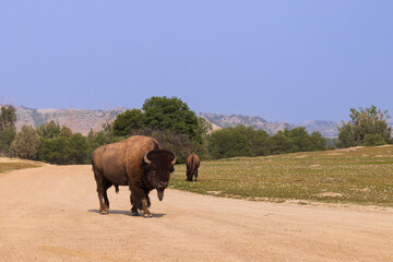 Bison at Theodore Roosevelt National Park, South Unit, North Dakota, USA