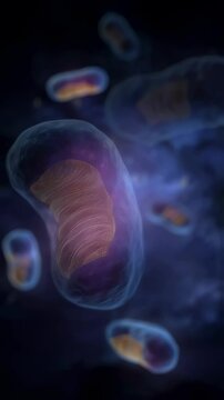 Bright blue tinted mitochondria generating cellular energy, powering complex biological functions within intricate human body systems and supporting essential metabolic processes