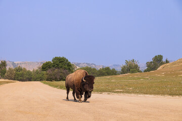 Bison on a gravel road at Theodore Roosevelt National Park, North Dakota, USA
