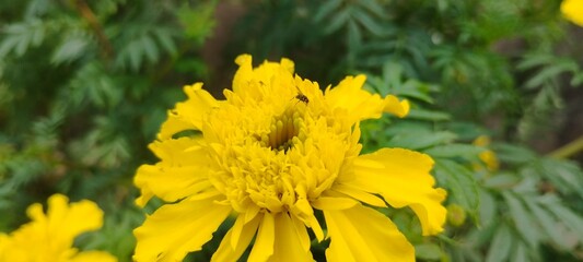 yellow flower in the street