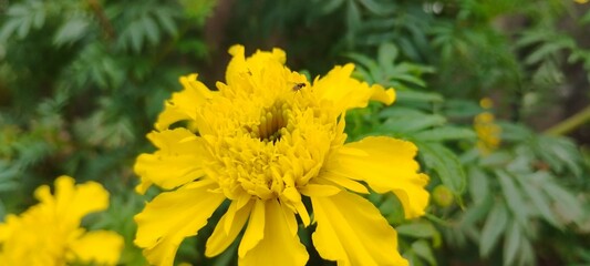 yellow flower in the street