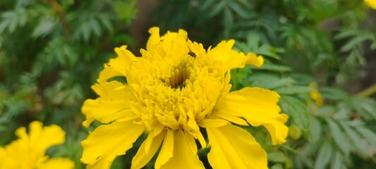 yellow flower in the street