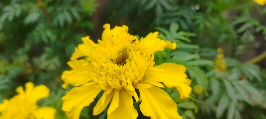 yellow flower in the street