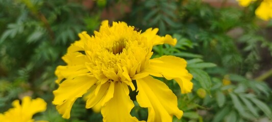 yellow flower in the street
