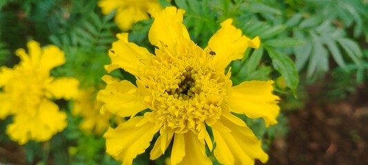 yellow flower in the street