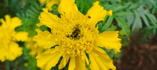 yellow flower in the street