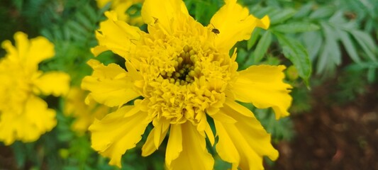 yellow flower in the street
