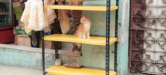 Cat become shop keeper