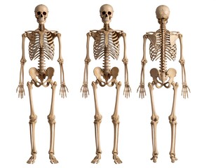 Three human skeletons