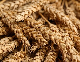 Close-up of dried wheat stalks