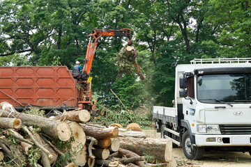 Wood Clearing at Gong Mountain Fortress