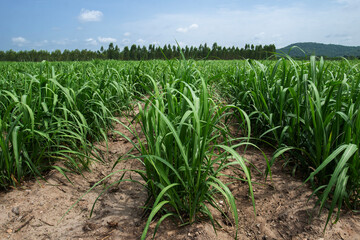 Bright green sugarcane is growing beautifully in rows.