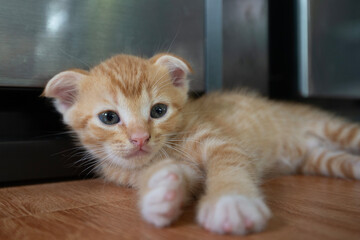A kitten is woken up from its comfortable sleep.