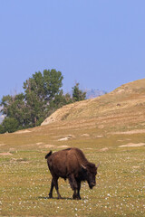Bison in a field at Theodore Roosevelt National Park, North Dakota, USA