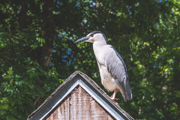 Black-Crowned Night Heron in Natural Daylight