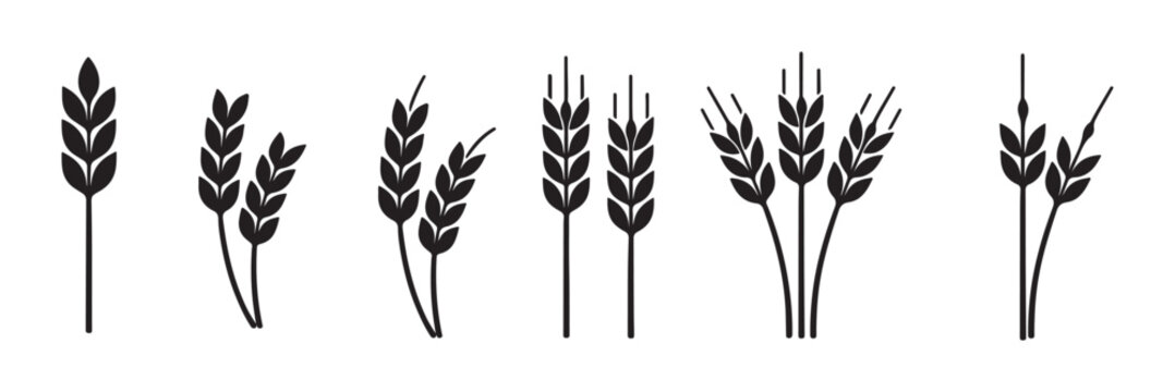 wheat icon, Grey Cereals icon set with rice, wheat, corn, oats, Vector farm wheat ears icon, Gluten free icon, Wheat logo. Icon bakery. Spike wheat. Bread grain