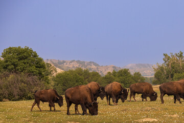 Bison herd at Theodore Roosevelt National Park, South Unit, North Dakota, USA