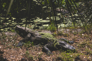 American Alligator Resting in Sunlight with Moss-Covered Back