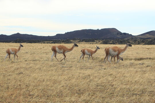 herd of wild guanacos roaming a grass field