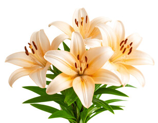 Fototapeta premium Bouquet of Three Peach Lilies, Isolated on Transparent Background PNG 