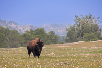 Bison in a field at Theodore Roosevelt National Park, North Dakota, USA