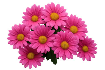 Blooming pink chrysanthemum flowers creating a vibrant bouquet against a transparent background, showcasing nature's beauty and elegance