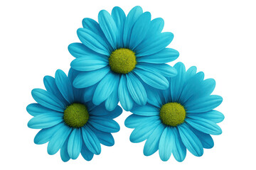 Three turquoise daisies forming a beautiful floral arrangement with a transparent background, perfect for design projects