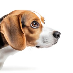 Inquisitive Beagle Dog Sniffing Curiously on White Background for Presentations and Media