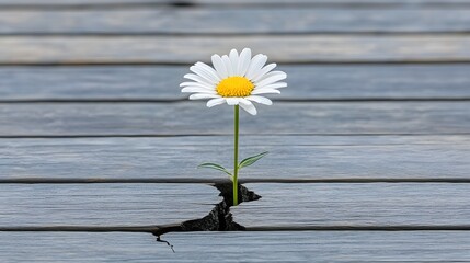 Obraz premium Resilience Concept: Daisy Flower Growing Through Cracked Wooden Planks