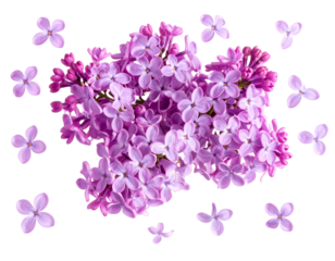 A cluster of vibrant lilac flowers with individual petals floating around, giving a d