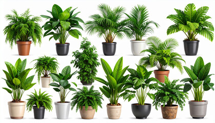 Tropical plants isolated on white background clipping path included
