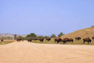 Bison herd at Theodore Roosevelt National Park, South Unit, North Dakota, USA