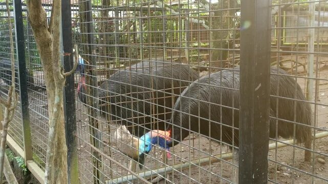 Footage of Two cassowaries stand behind a metal fence in a zoo enclosure. Their vibrant blue and red necks contrast with their dark feathers and helmet-like crests.