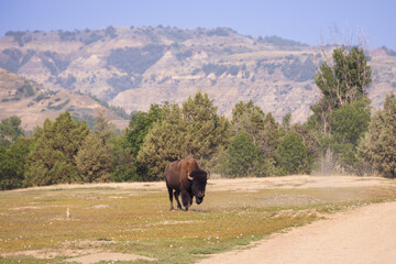 Bison in a field at Theodore Roosevelt National Park, North Dakota, USA
