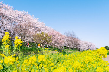 権現堂桜堤